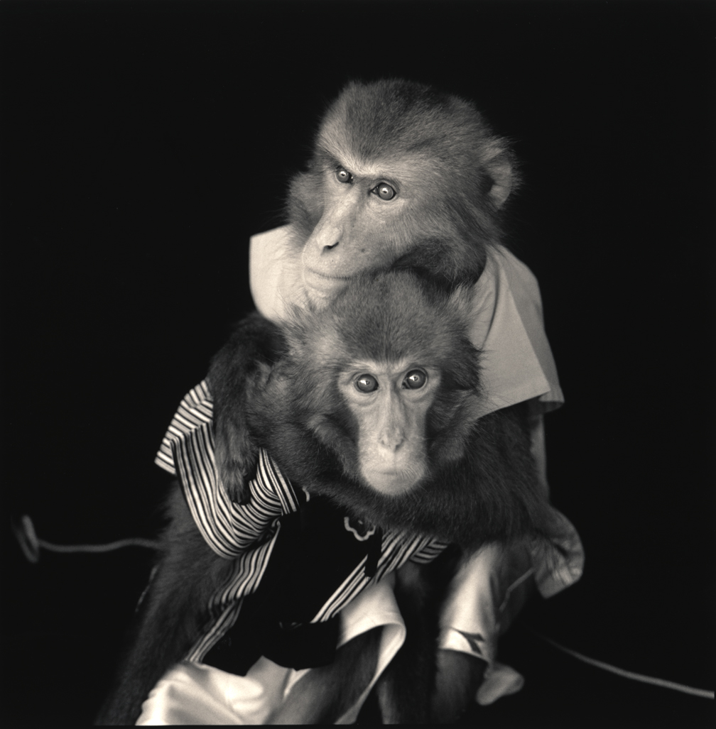 Japanese Macaque (Macaca Fuscata) Juvenile Portrait